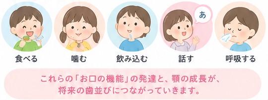 食べる・噛む・飲み込む・話す・呼吸する。これらの「お口の機能」の発達と、顎の成長が、将来の歯並びにつながっていきます。